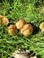 Coprinopsis atramentaria