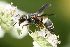 Euodynerus hidalgo boreoorientalis