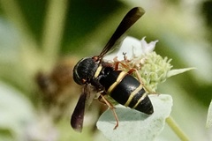 Euodynerus hidalgo boreoorientalis