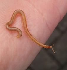 Haplophilus subterraneus