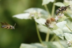 Euodynerus hidalgo boreoorientalis