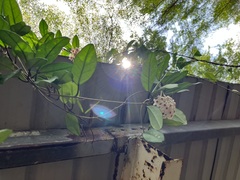 Hoya carnosa