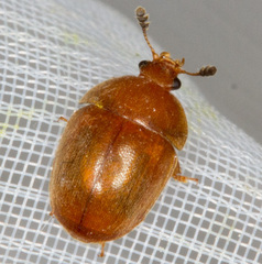 Cychramus luteus