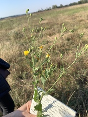 Rayjacksonia phyllocephala