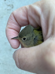 Leiothlypis ruficapilla
