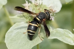 Euodynerus hidalgo boreoorientalis