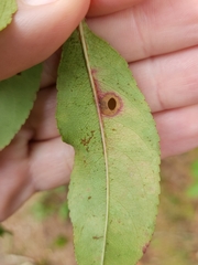 Coptodisca splendoriferella
