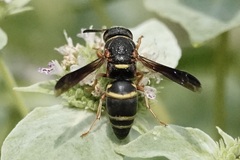 Euodynerus hidalgo boreoorientalis