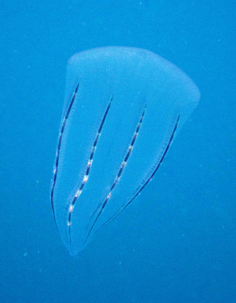 Beroidae