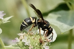 Euodynerus hidalgo boreoorientalis