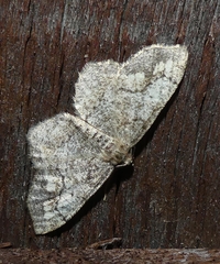 Hypagyrtis piniata