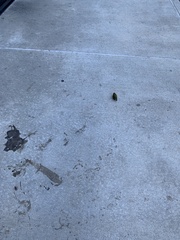 Leiothlypis ruficapilla