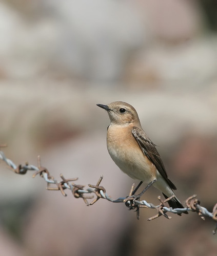 Eastern Black-eared Wheatear