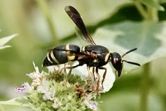 Euodynerus hidalgo boreoorientalis