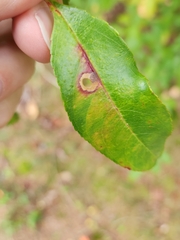 Coptodisca splendoriferella
