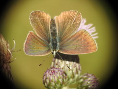 Polyommatus damon