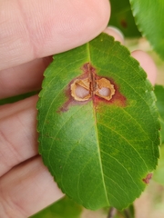 Coptodisca splendoriferella