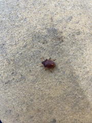 Peribalus strictus vernalis