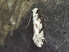 Nemapogon nevadella