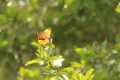Pseudacraea boisduvalii