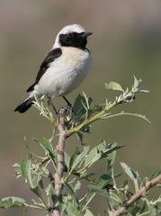 Oenanthe melanoleuca