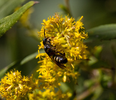 Myzinum carolinianum