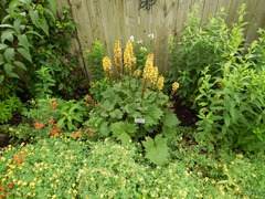 Ligularia stenocephala