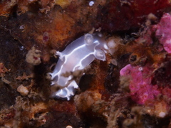 Duvaucelia lineata