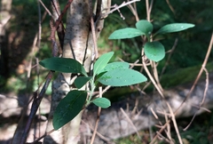 Lonicera periclymenum