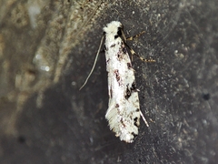 Nemapogon nevadella