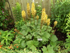 Ligularia stenocephala