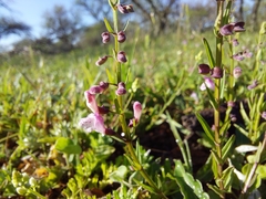 Scutellaria racemosa