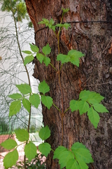 Campsis grandiflora