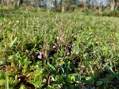 Scutellaria racemosa