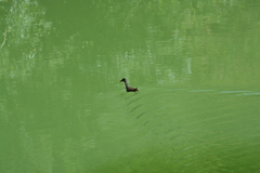 Gallinula chloropus