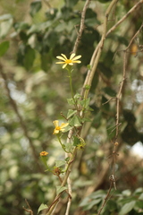 Senecio macroglossus