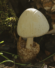 Volvariella bombycina
