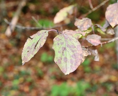 Cornus sanguinea