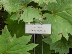 Ligularia stenocephala