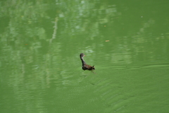 Gallinula chloropus