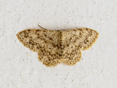 Scopula marginepunctata