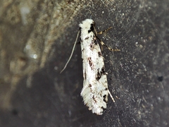 Nemapogon nevadella