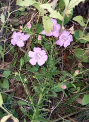 Agalinis fasciculata