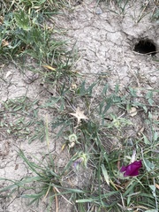 Callirhoe involucrata