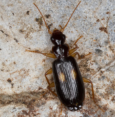 Dromius fenestratus