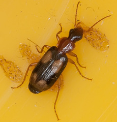 Dromius quadrimaculatus