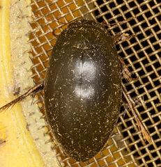 Agabinae