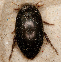 Agabinae
