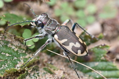 Cicindela formosa