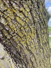 Candelariaceae